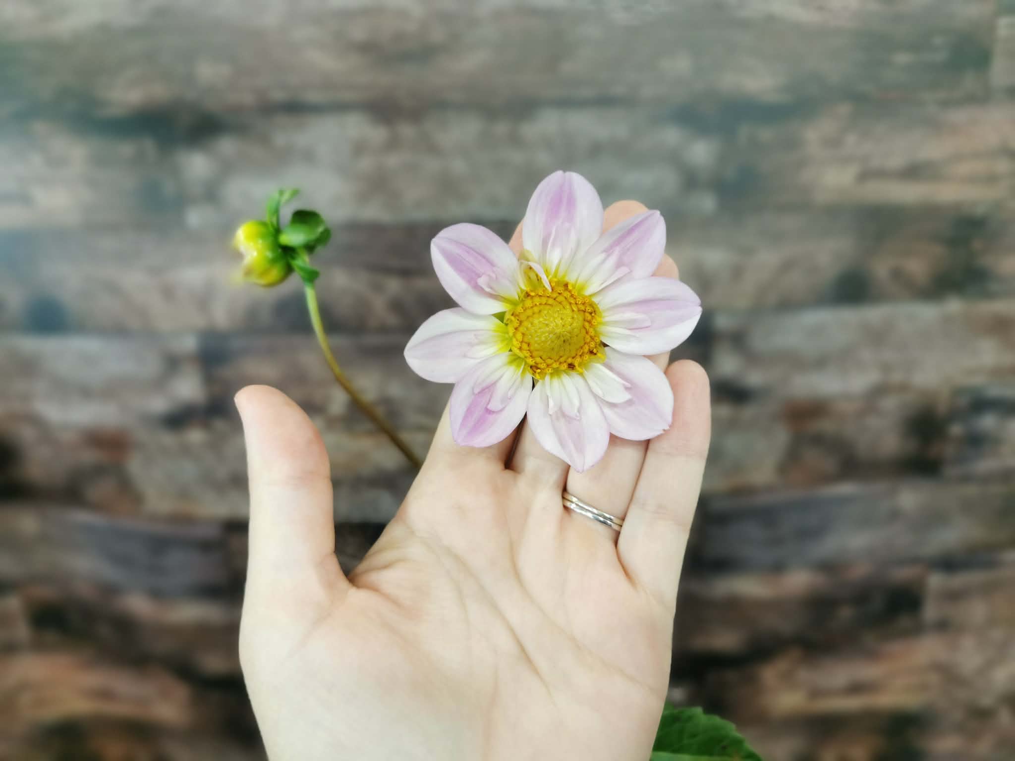 Pinkie 'O'