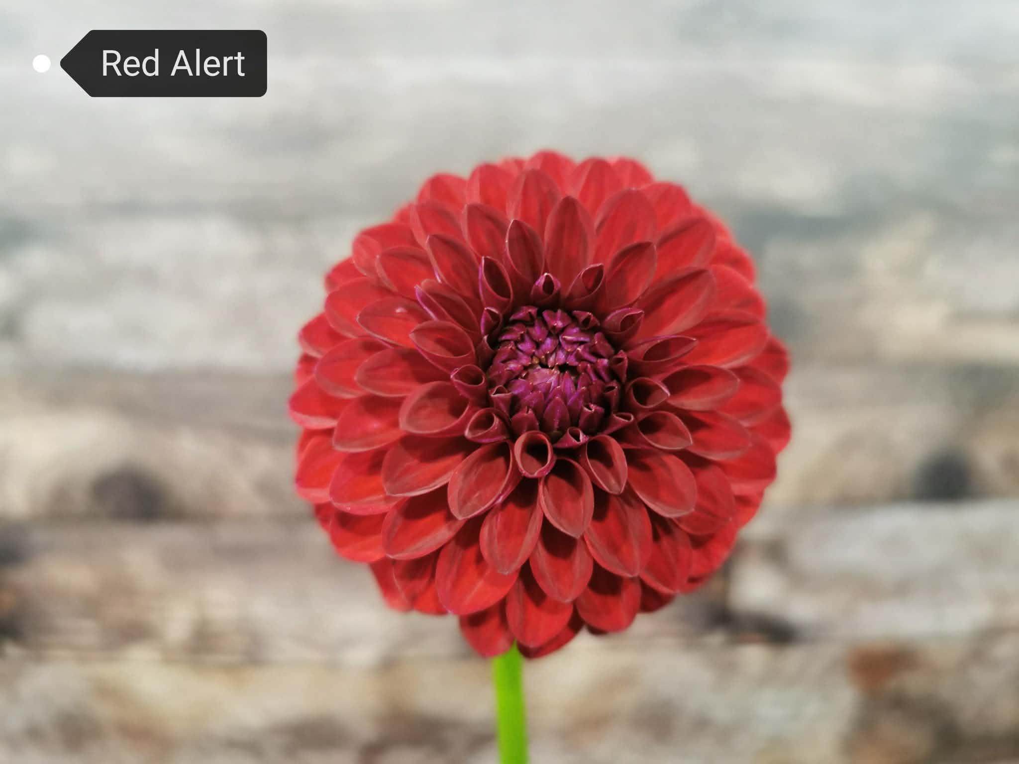 Red Alert