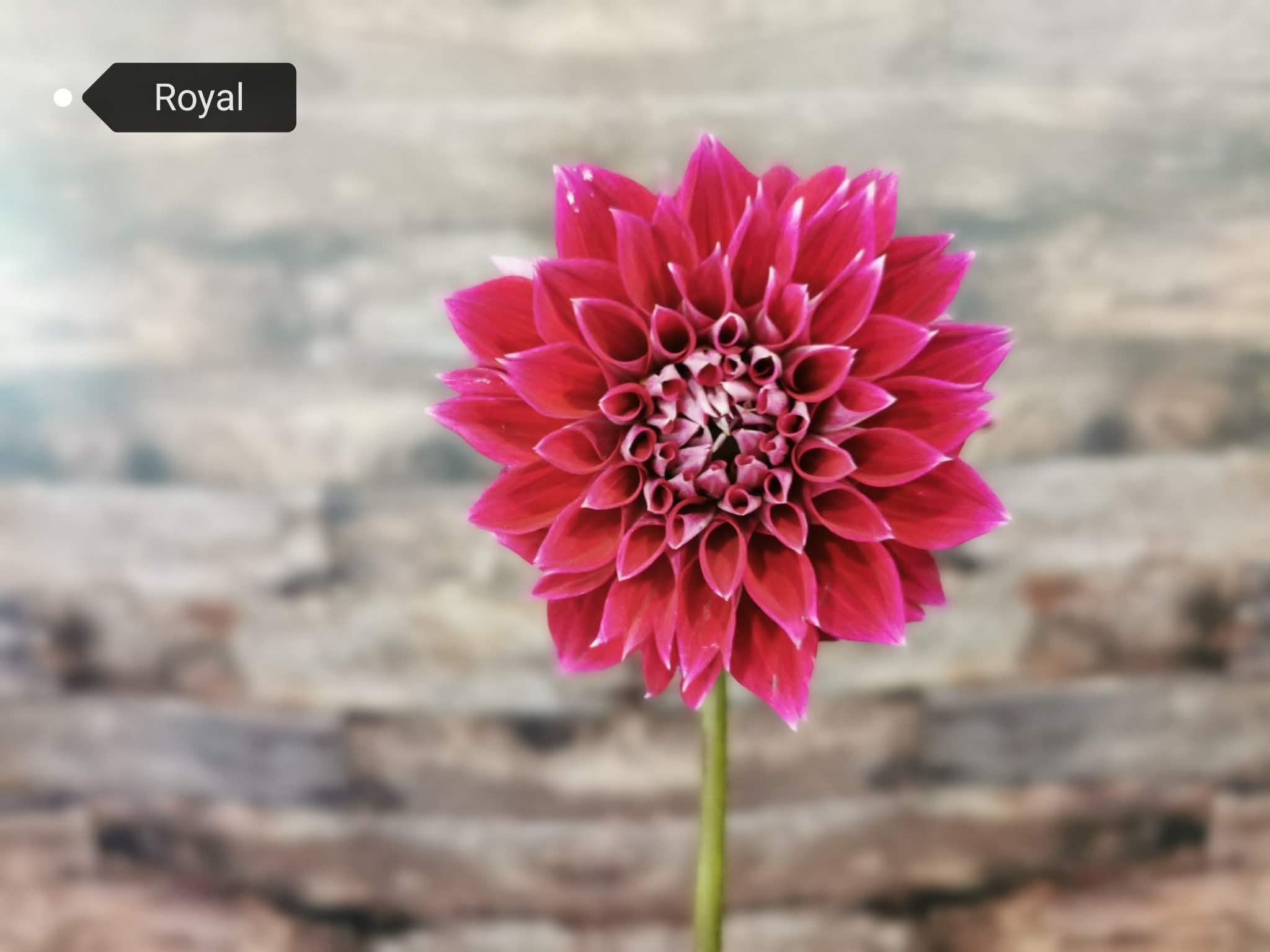 Royal