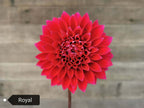 Royal