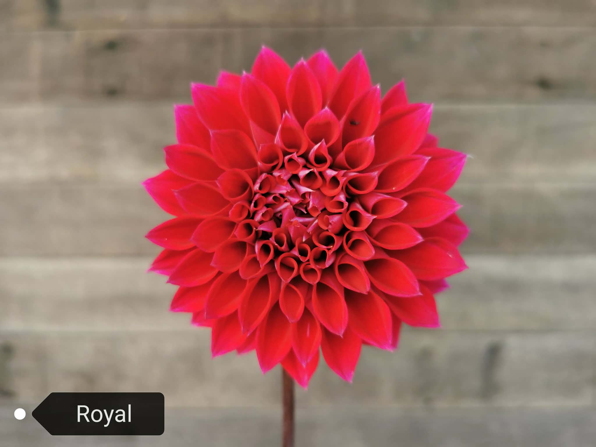 Royal