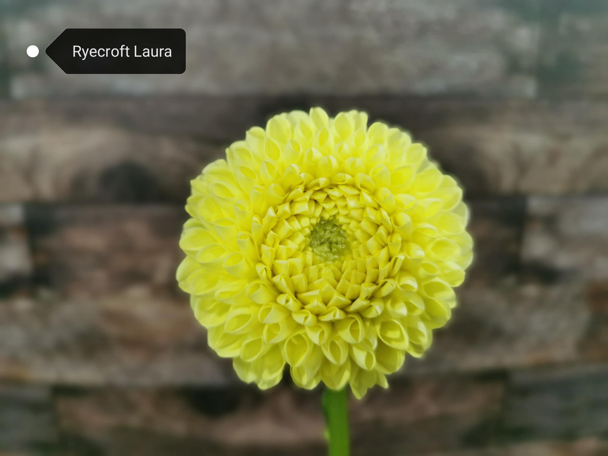 Ryecroft Laura