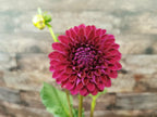 Ryecroft Violet