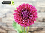 Ryecroft Violet