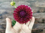 Ryecroft Violet