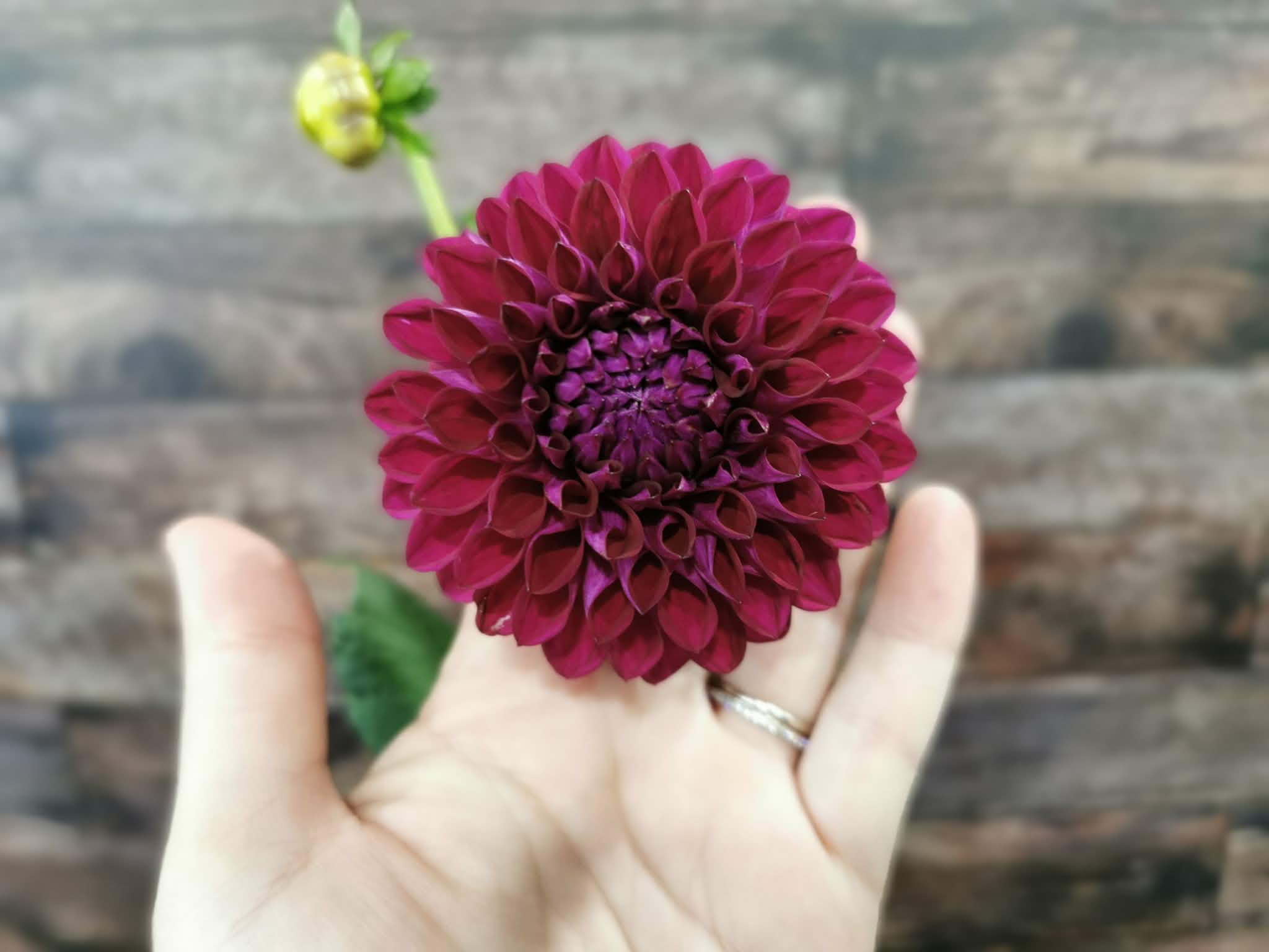 Ryecroft Violet