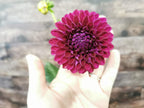 Ryecroft Violet