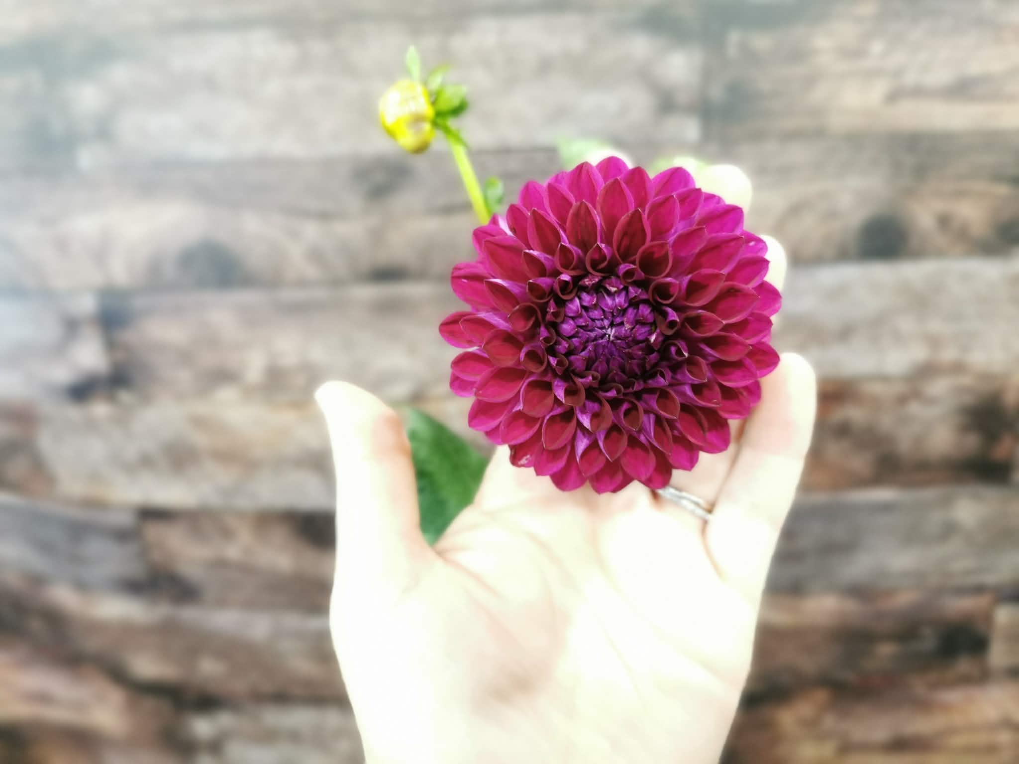Ryecroft Violet