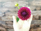 Ryecroft Violet