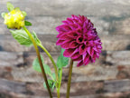 Ryecroft Violet