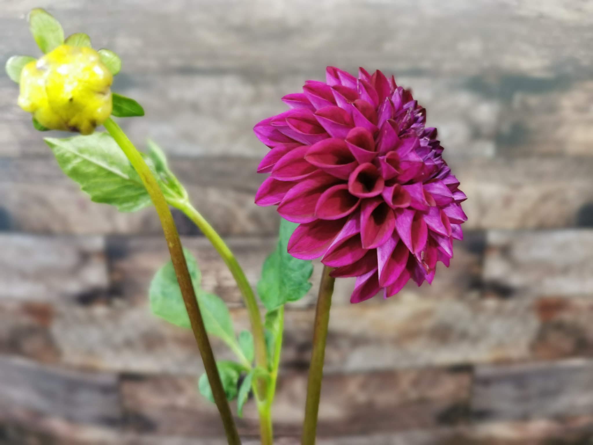 Ryecroft Violet