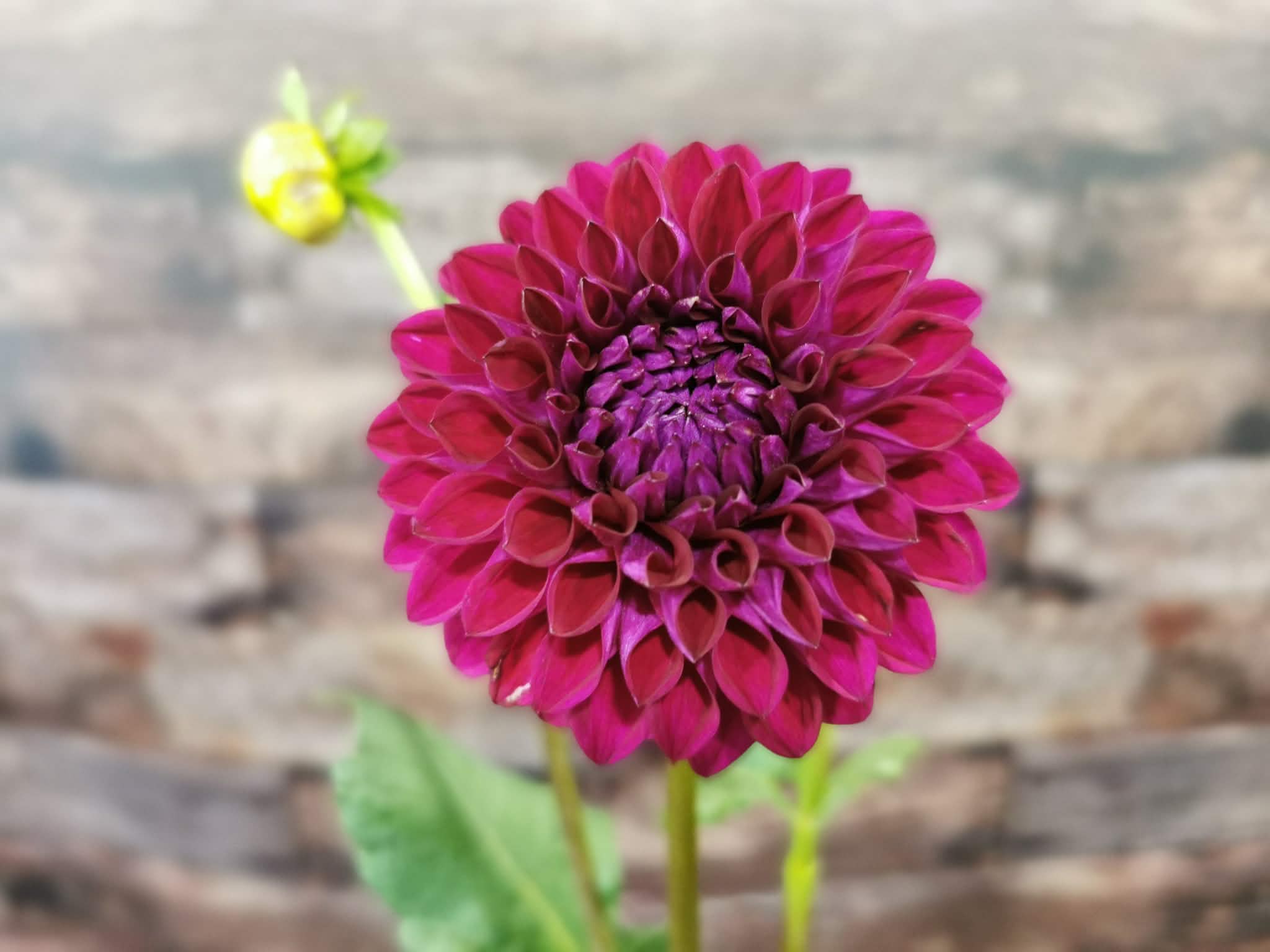 Ryecroft Violet