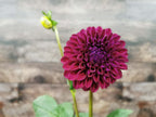 Ryecroft Violet