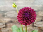 Ryecroft Violet