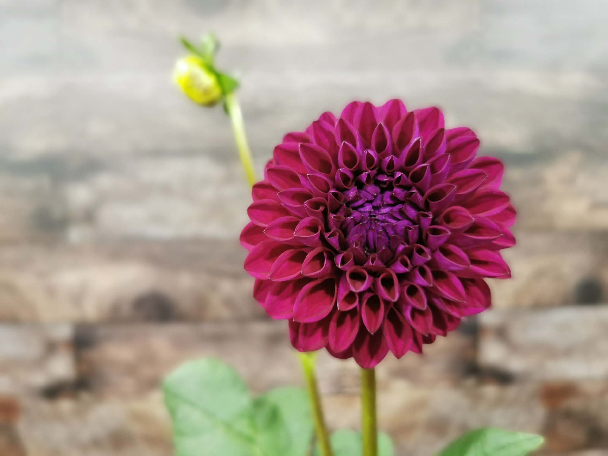 Ryecroft Violet