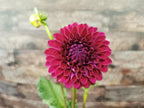 Ryecroft Violet