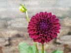Ryecroft Violet