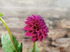 Ryecroft Violet