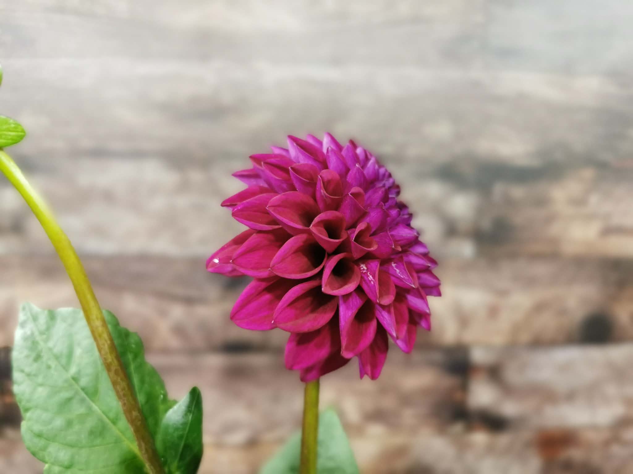 Ryecroft Violet