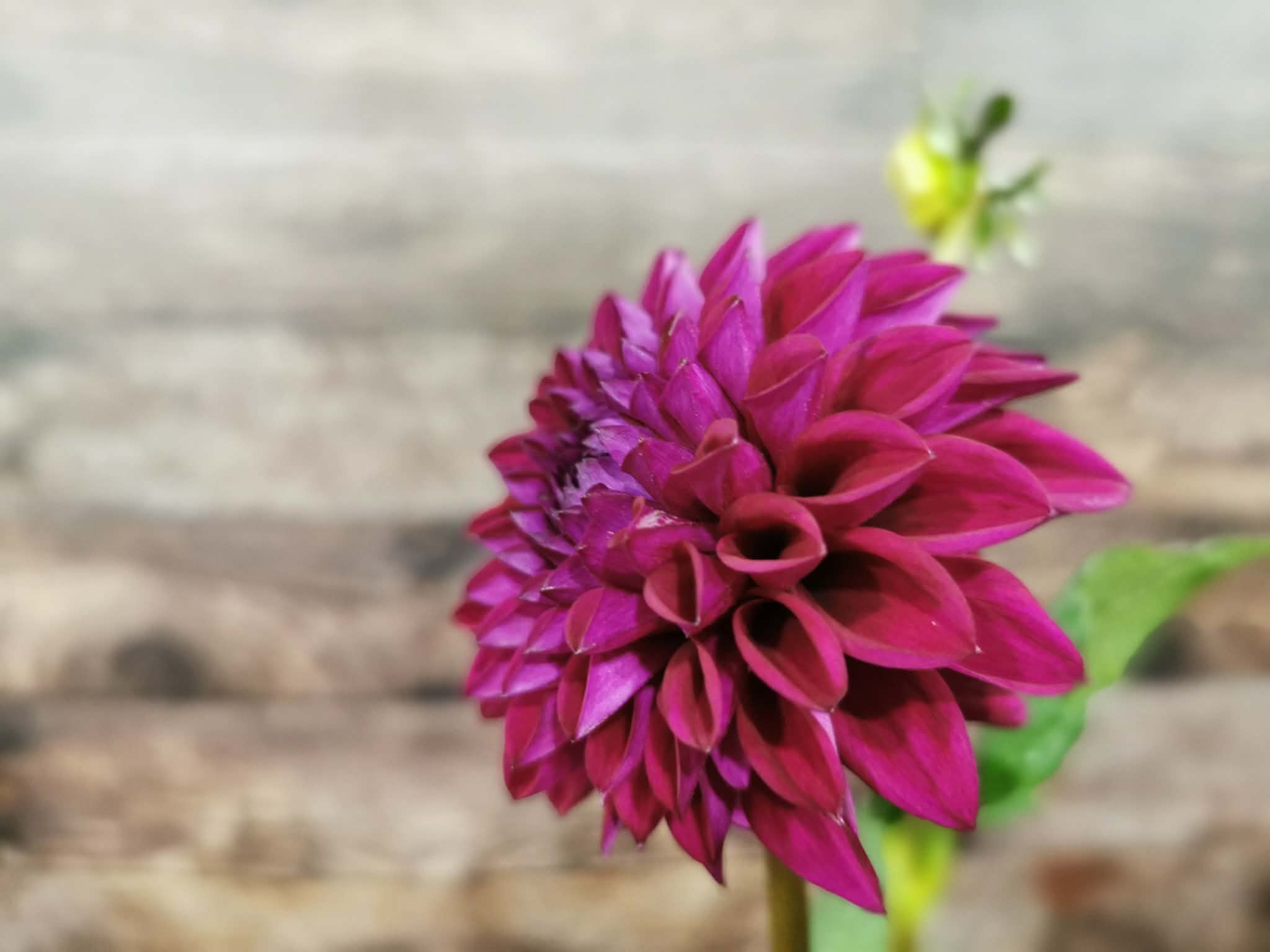 Ryecroft Violet