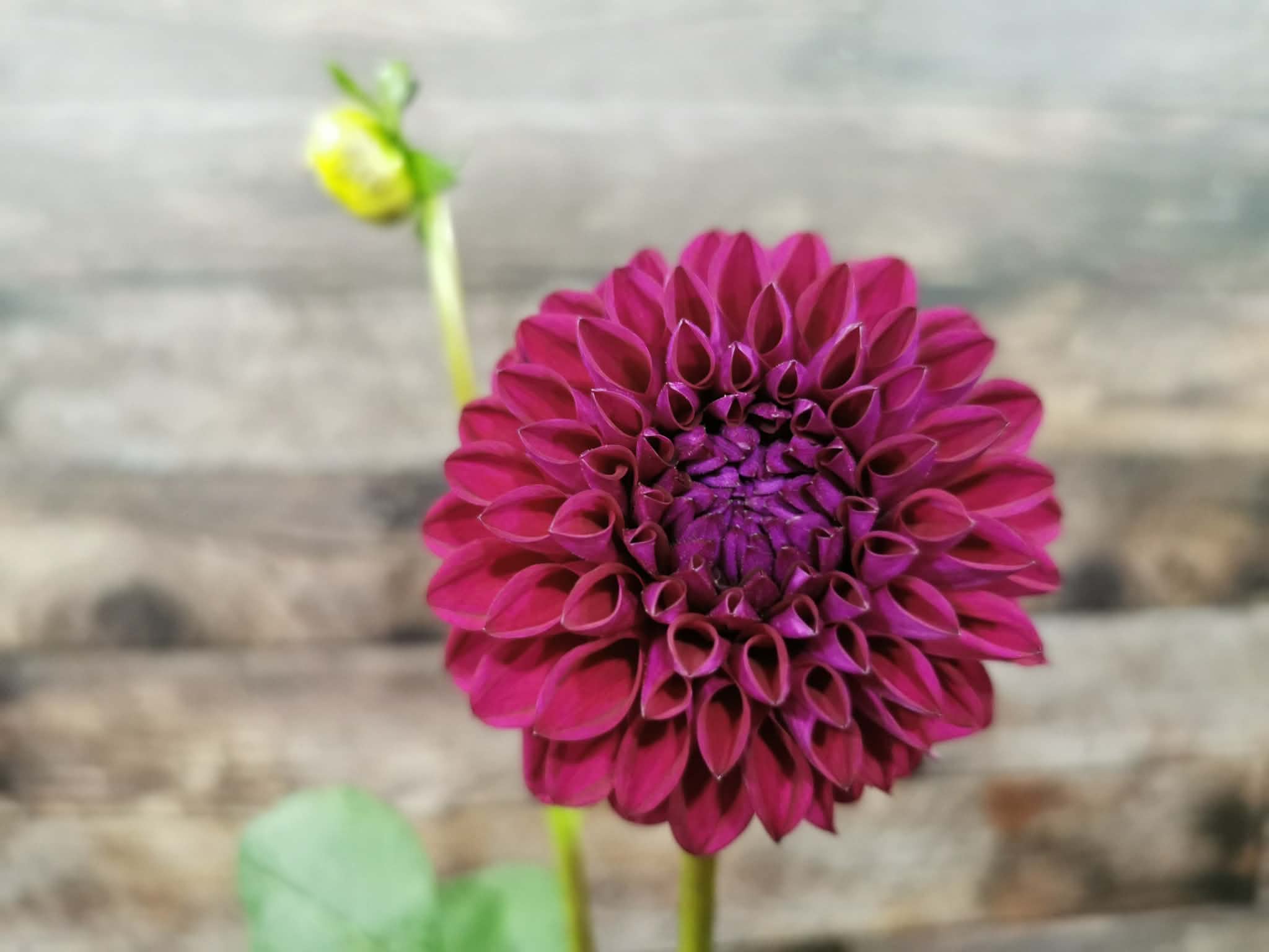 Ryecroft Violet