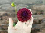 Ryecroft Violet