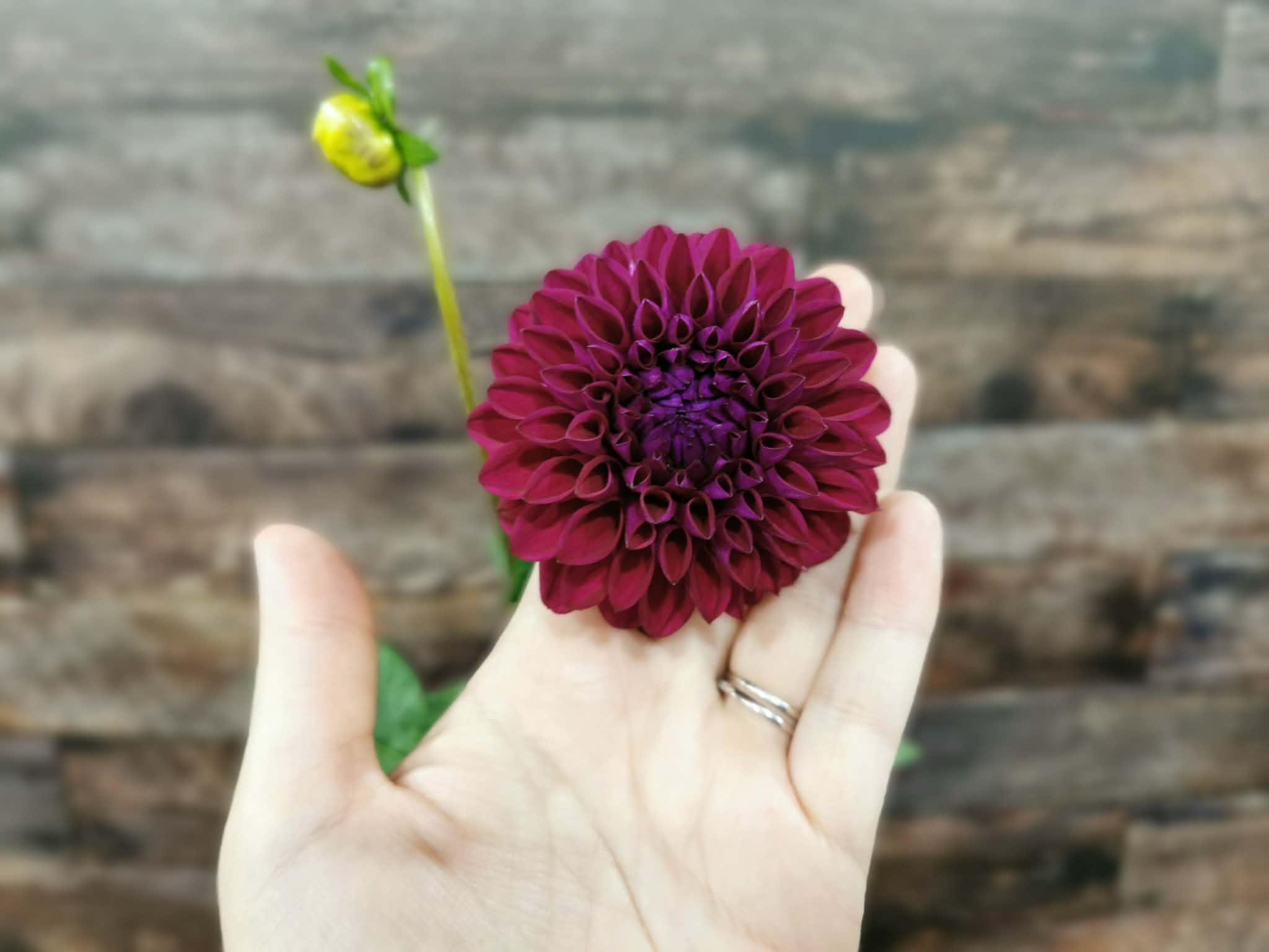 Ryecroft Violet