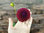 Ryecroft Violet