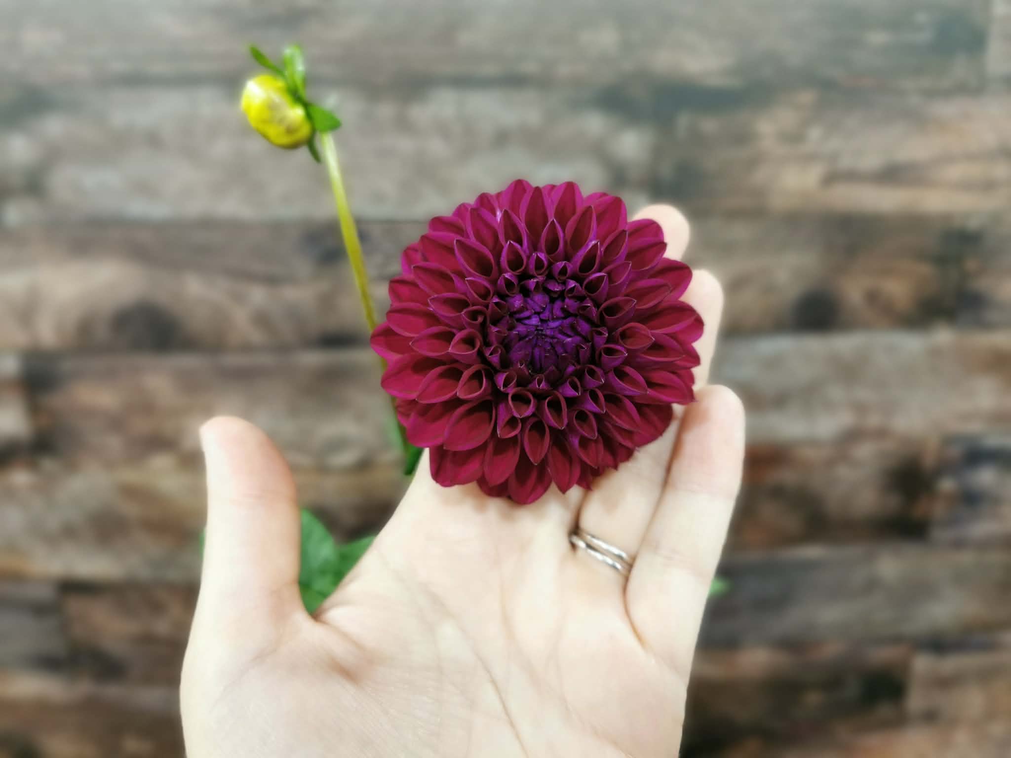 Ryecroft Violet