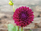 Ryecroft Violet