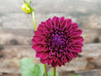 Ryecroft Violet