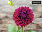 Ryecroft Violet