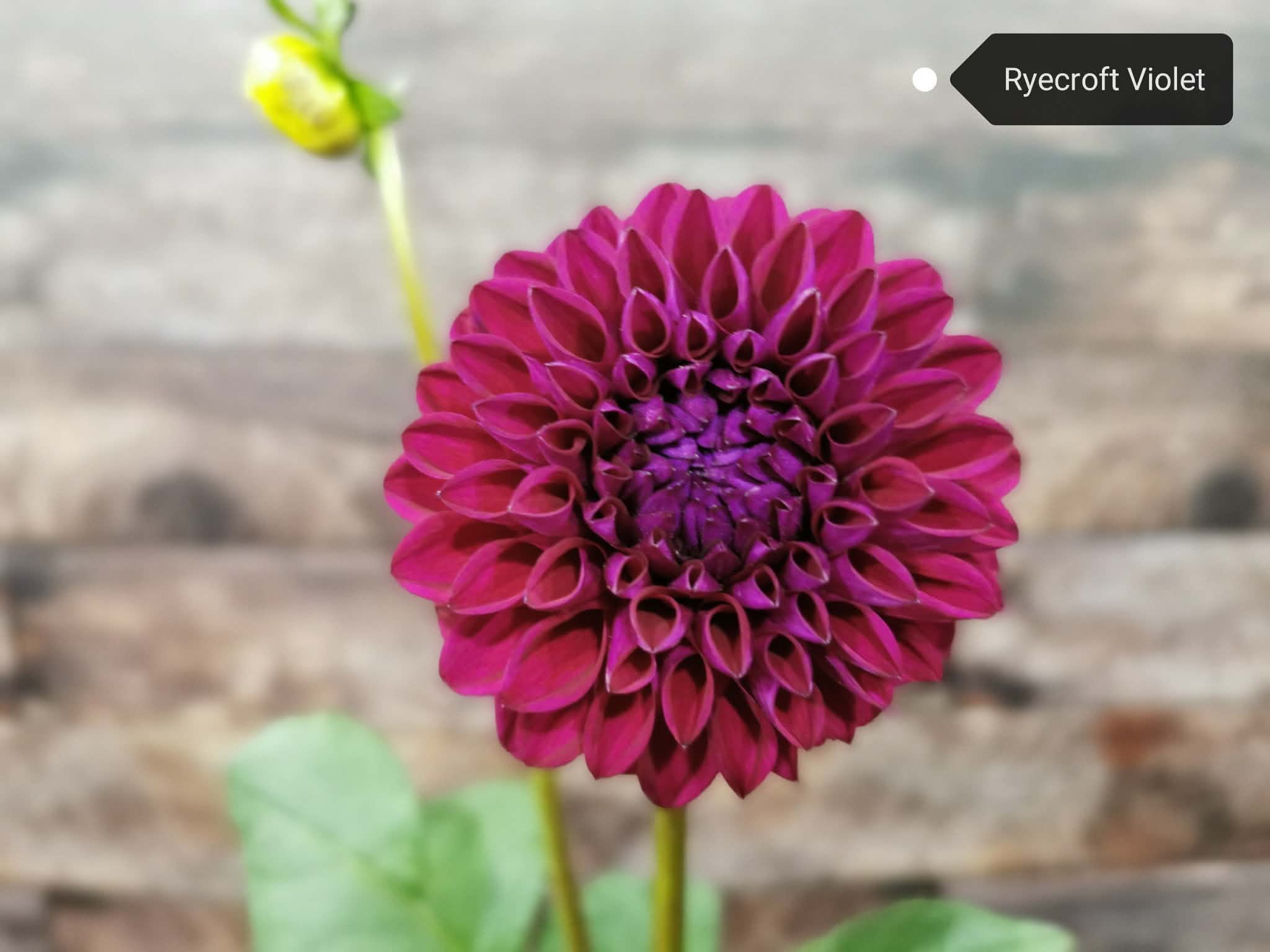 Ryecroft Violet