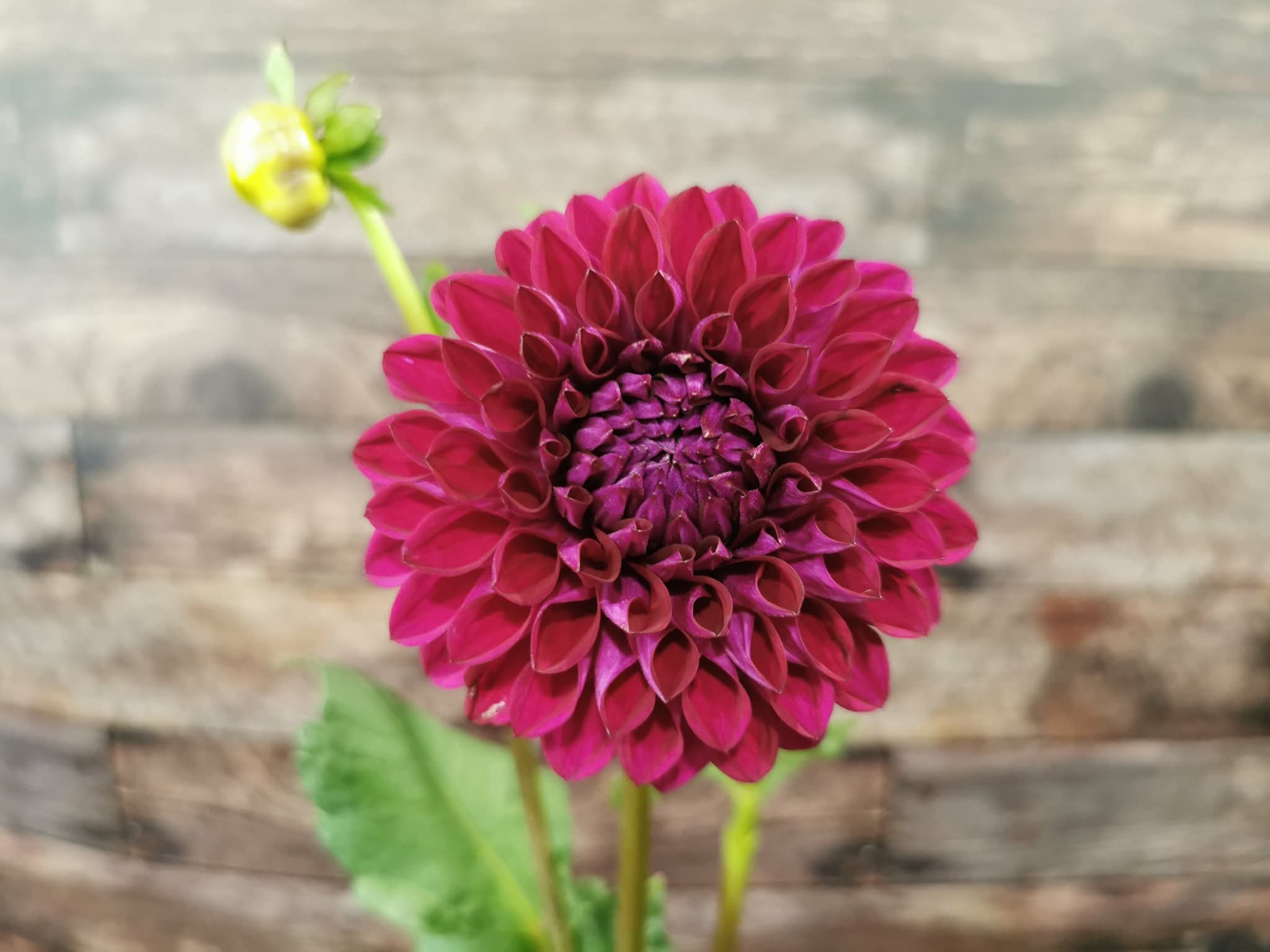 Ryecroft Violet