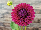 Ryecroft Violet