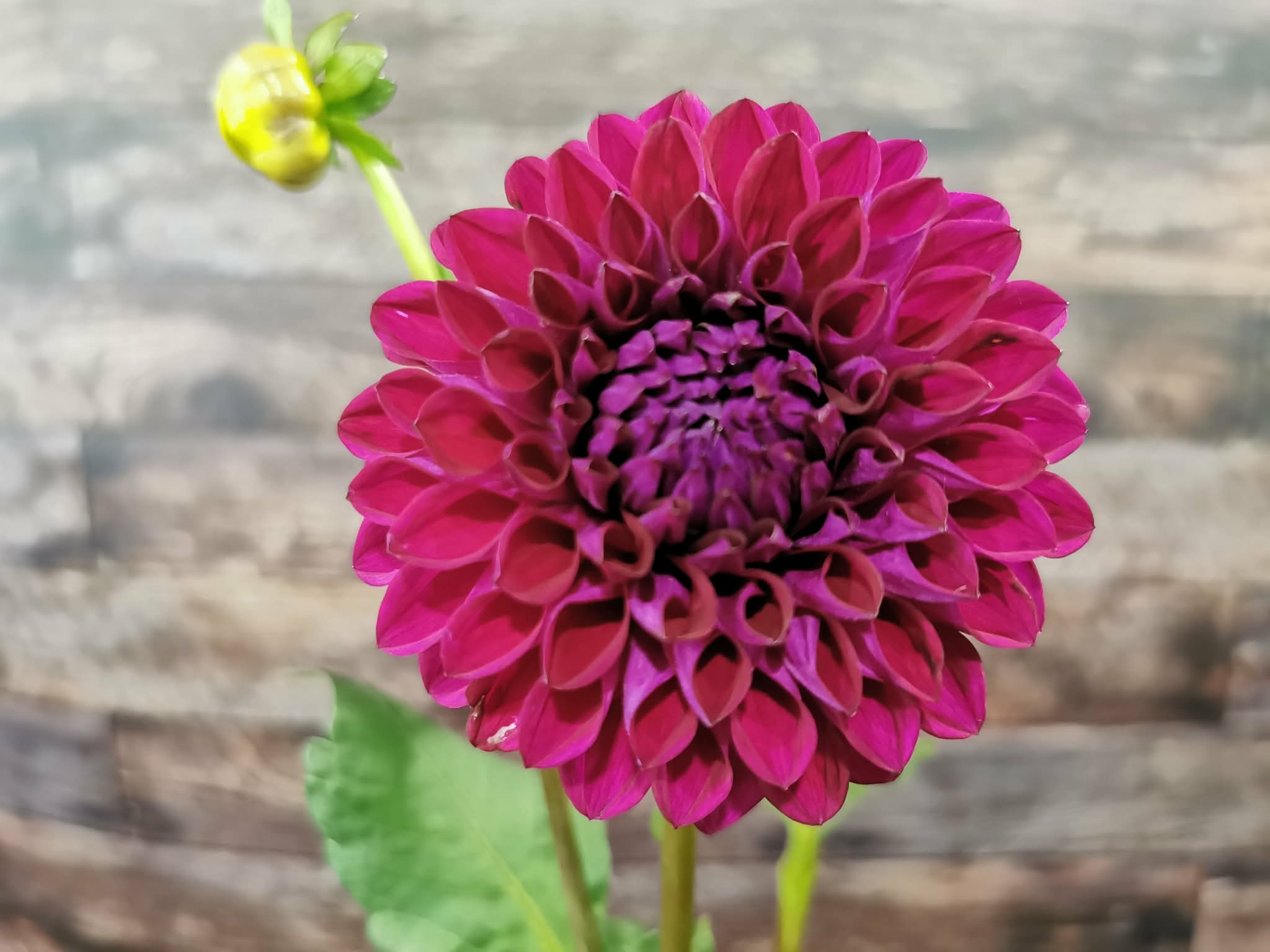 Ryecroft Violet