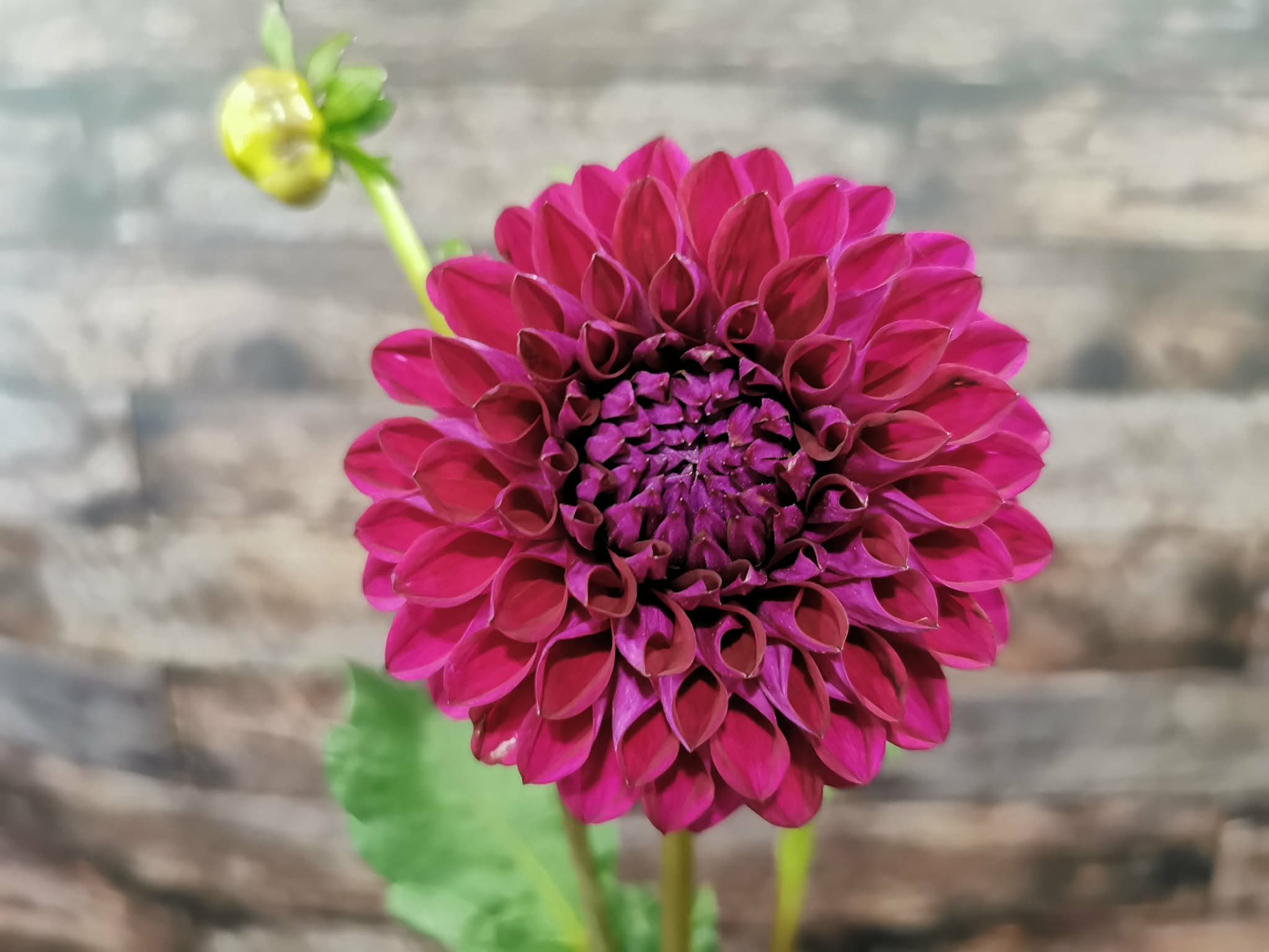 Ryecroft Violet