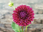 Ryecroft Violet