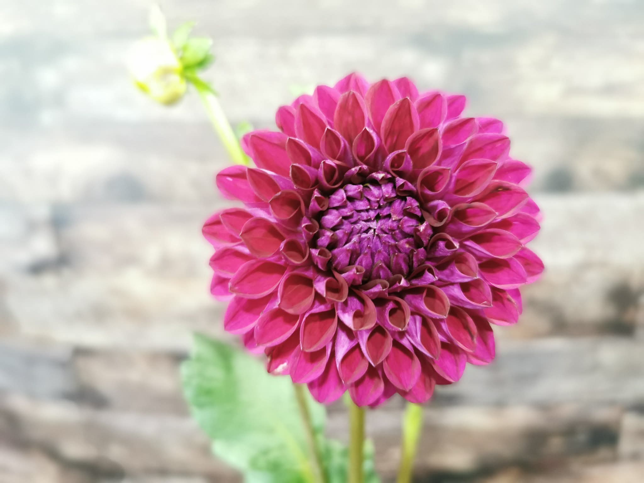 Ryecroft Violet