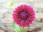 Ryecroft Violet