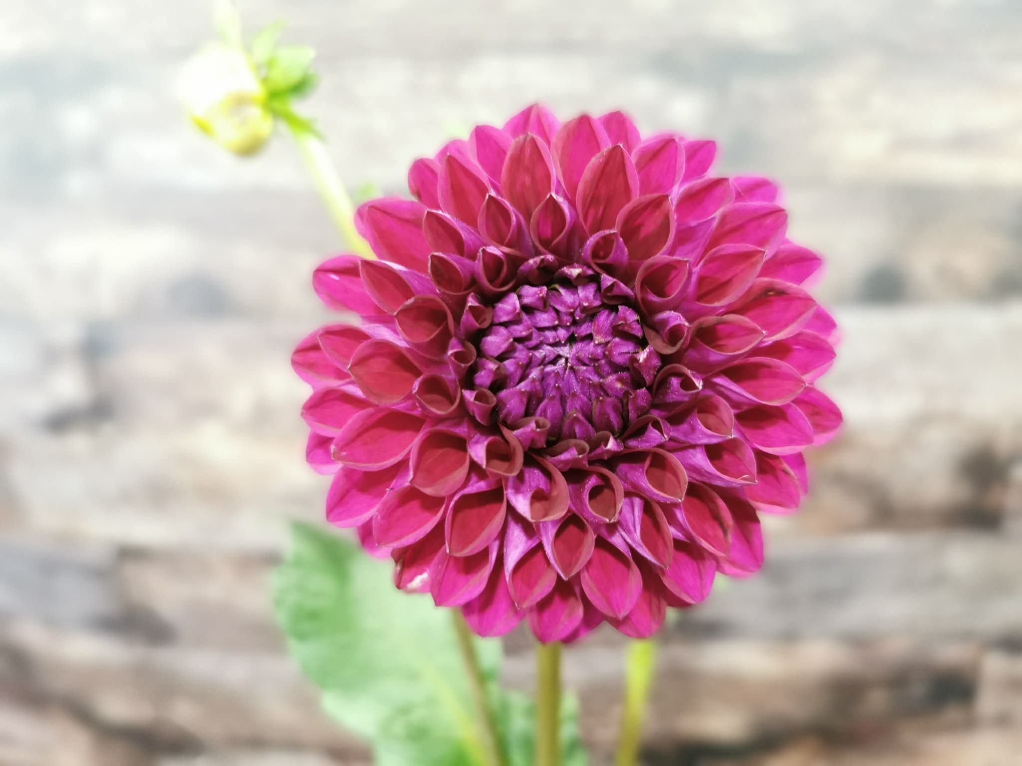 Ryecroft Violet