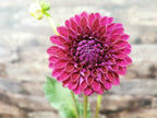 Ryecroft Violet