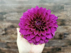 Scarborough Ace