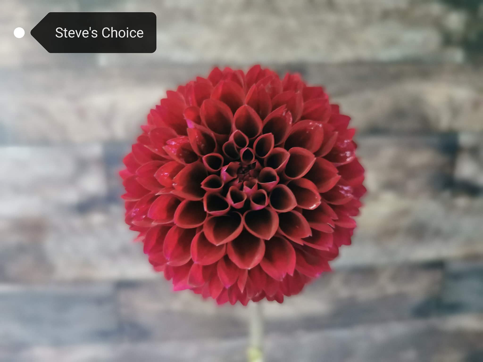 Steve's Choice