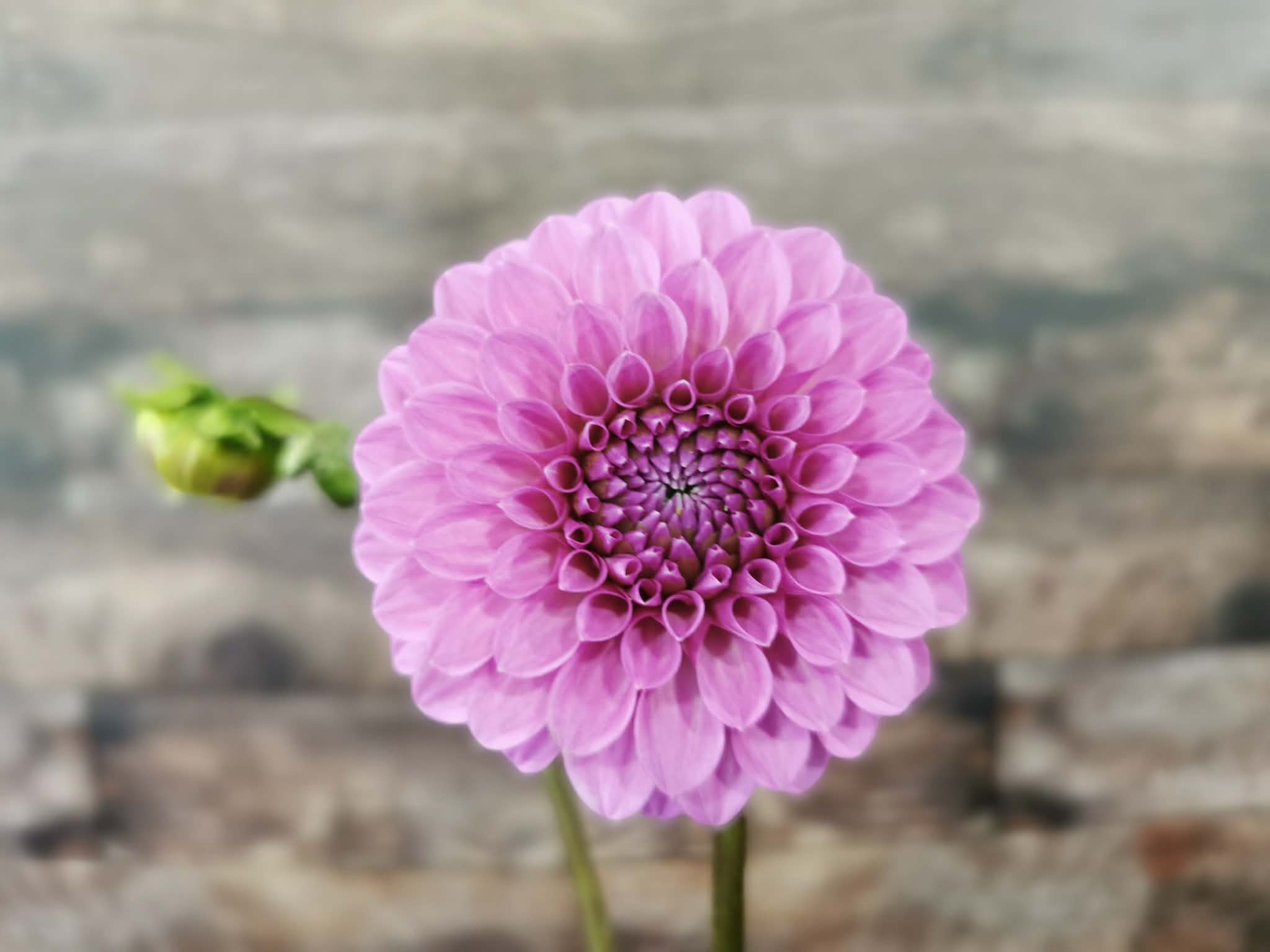 Unknown Purple (Possibly Devon Choice?)