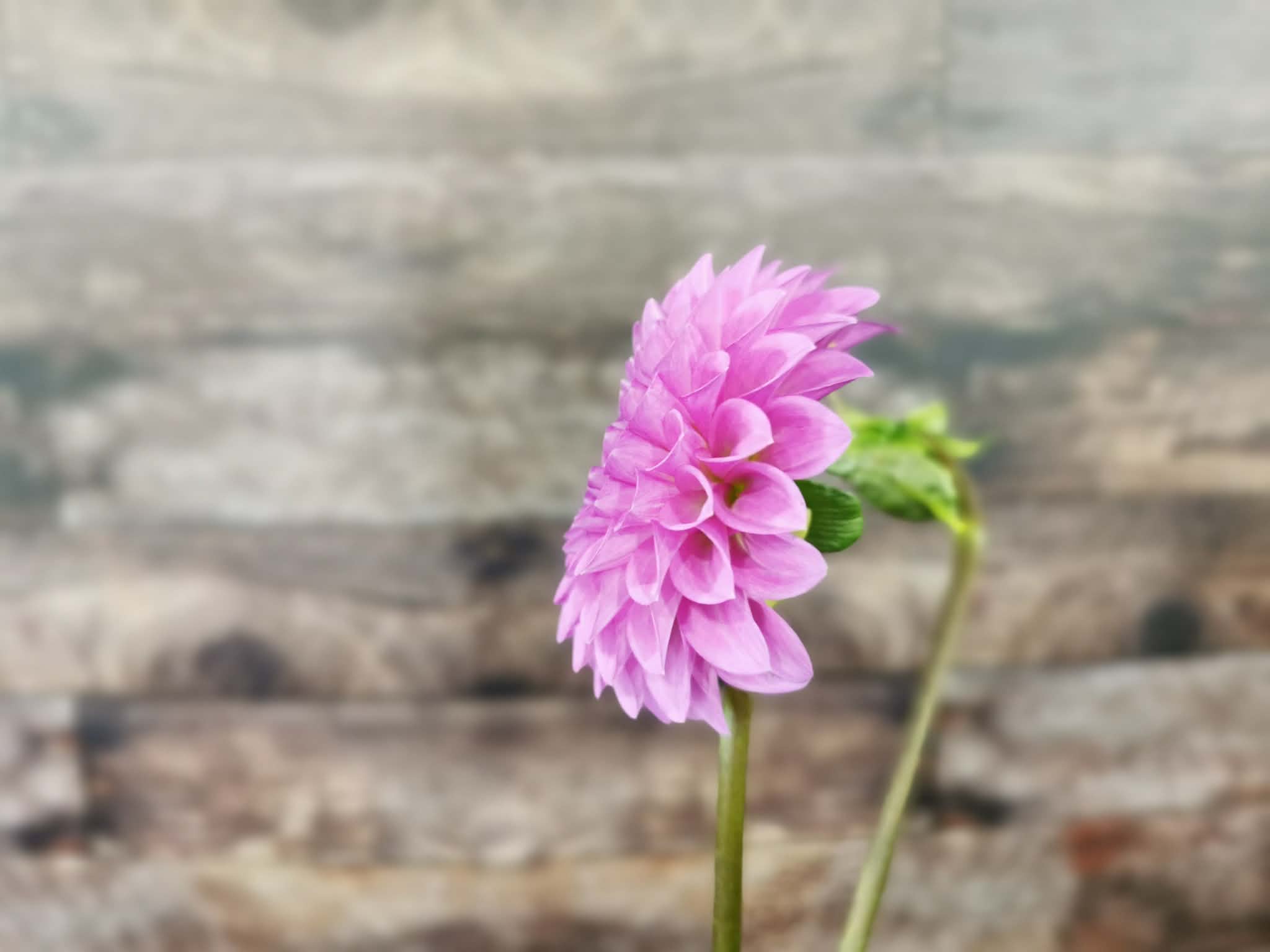 Unknown Purple (Possibly Devon Choice?)