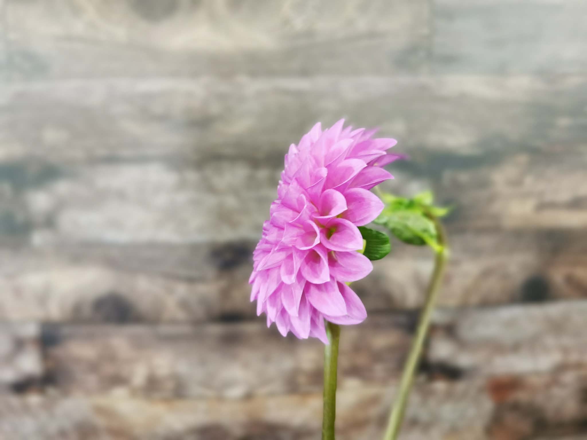 Unknown Purple (Possibly Devon Choice?)