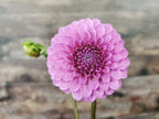Unknown Purple (Possibly Devon Choice?)