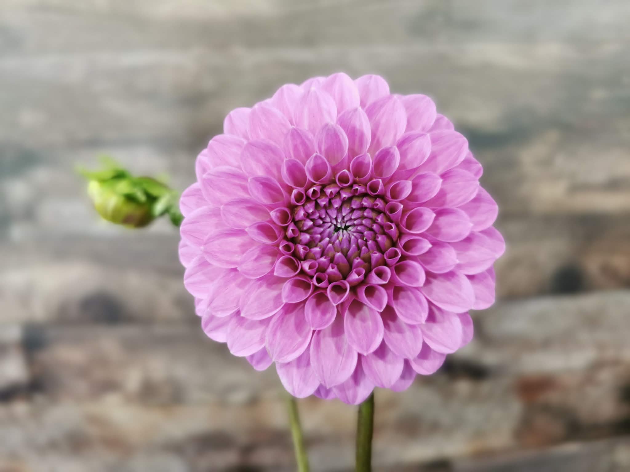 Unknown Purple (Possibly Devon Choice?)