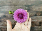 Unknown Purple (Possibly Devon Choice?)